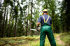 Actividades auxiliares en aprovechamientos forestalesAGAR0209