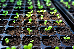 Gestión de la producción de semillas y plantas en viverosAGAU0210